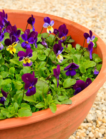 Composition of colorful flowers in the beautiful Tuscany