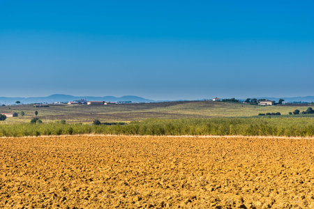 The campaign of Cortona view by olive treesの写真素材