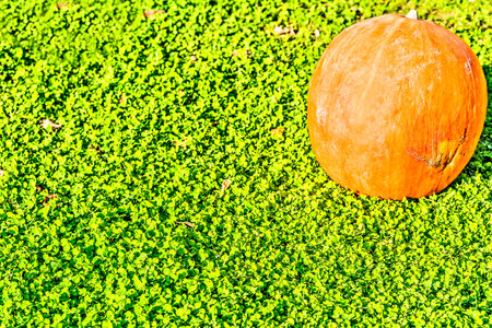 Big Halloween pumpkin on the green grassの写真素材