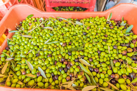 Olive on tape ready for grinding after harvestの写真素材