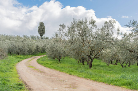 The road in the middle of the olive grove in Tuscany - Italyの写真素材