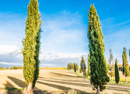 The plant and the vineyard in the beautiful countryside of Lucignano in Tuscanyの写真素材