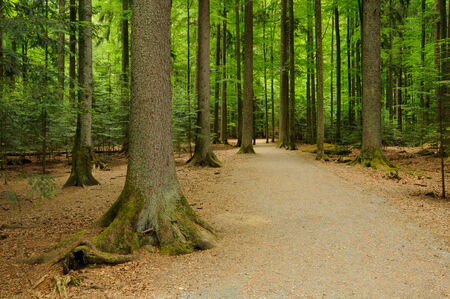 Green forestの写真素材