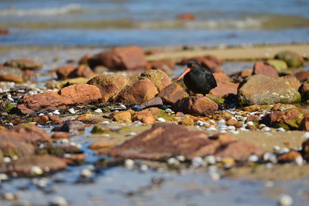 Variable Oystercatcher on the beachの写真素材