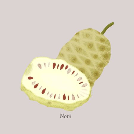Noni or Indian Mulberry, whole and noni slice isolated on gray background.のイラスト素材