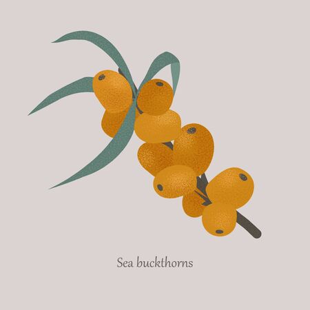Sea buckthorn on a branch with leaves on a gray background.のイラスト素材