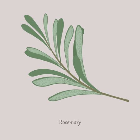 Sprig of fragrant rosemary on a gray background.のイラスト素材