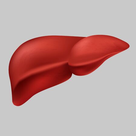Human realistic liver vector graphic illustration medical organ icon isolated on white background. Flat style design anatomy internal organs symbol body healthcare elementのイラスト素材