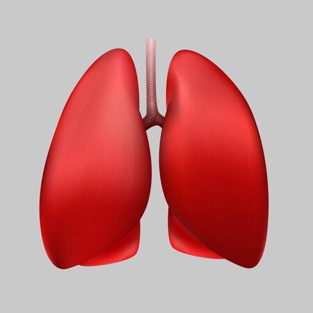 Healthy human lungs on a gray background.のイラスト素材
