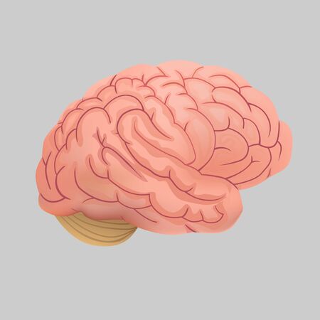 Human brain on a gray background.のイラスト素材
