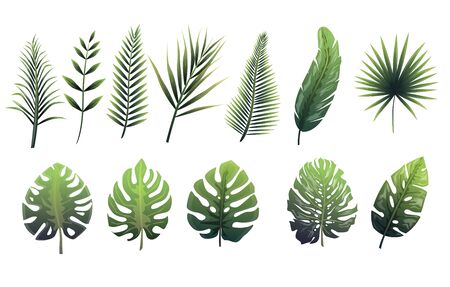 Set of green leaves of fern, tropical trees.のイラスト素材