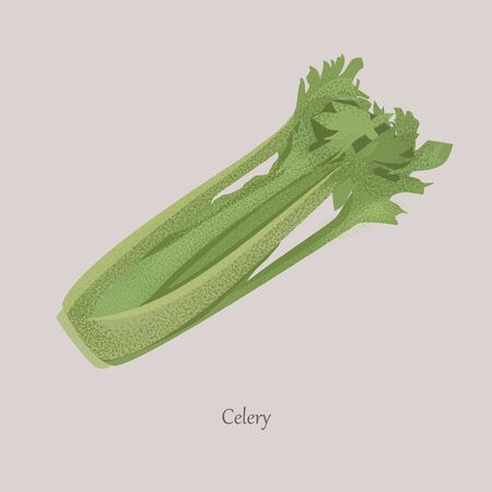 Celery, Apium graveolens useful vegetable with green leaves.の写真素材