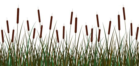 Swamp reeds background. Green swamp reed brown inflorescences bush with foliage.のイラスト素材