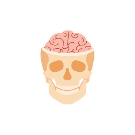 Human skull with brain. Anatomical structure of synapses and bone tissue study of thinking and creative process and treatment vector diseases.のイラスト素材