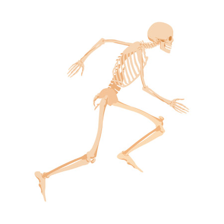 Running human skeleton. Anatomical model of bones rapidly rushing towards target traced pelvic and abutment bones for vector scientific study.のイラスト素材