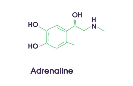 Adrenaline adrenalin, epinephrine neurotransmitter molecule. Skeletal formula.のイラスト素材