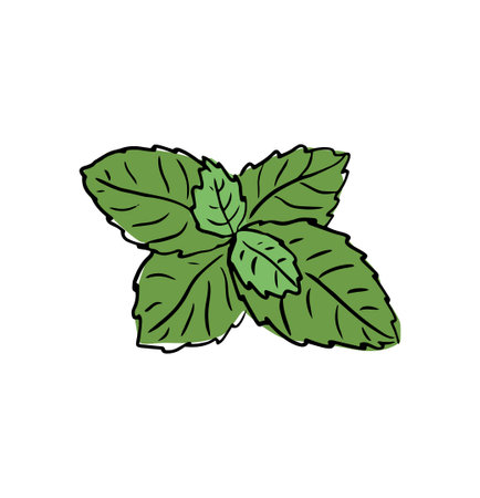 Fresh mint leaf. Vector illustration. green mintのイラスト素材