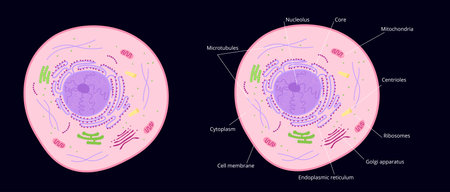 Microscopic structure of cell. Cytoplasm with elements of golgi apparatus and ribosomes accumulation of mitochondria and cytoplasm in vector endoplasmic reticulum.のイラスト素材