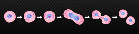 Process of division of organic cell. Stages of mitosis formation with metaphase and prophase separation in anaphase and reproduction in telophase and vector interphase.のイラスト素材