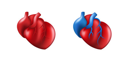 Two detailed anatomical heart designs in contrasting red and blue colors focus on medical aspects.のイラスト素材