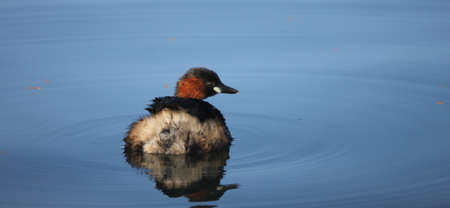 Little Grebeの写真素材