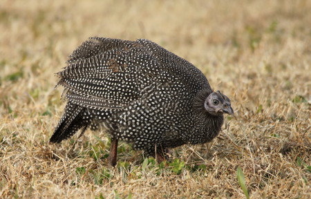 Helmeted Guinea-fowl Juvenileの写真素材