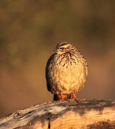Crested Francolinの写真素材