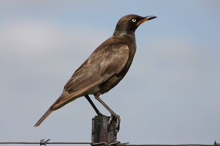 Pied Starling