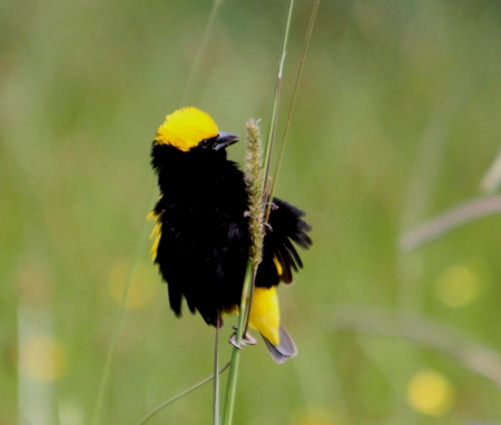 Yellowcrowned Bishop - Euplectus Afer 