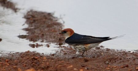 Greater Striped-Swallow collecting mud to construct a nestの写真素材