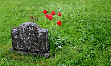 Red tulips next to an old grave markerの写真素材