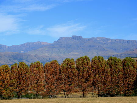 Drakensberg mountain with autumn treesの写真素材