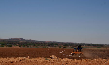 Egrets hunt in freshly ploughed fieldの写真素材