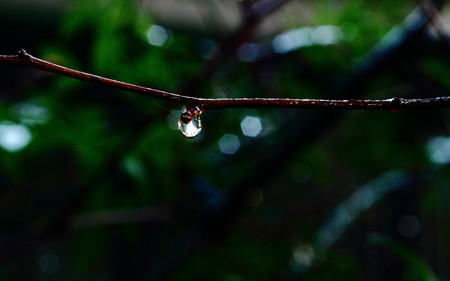Light reflecting from a raindrop suspended from a twigの写真素材