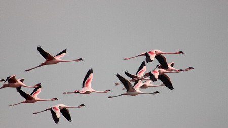 Pink flamingoes in flightの写真素材