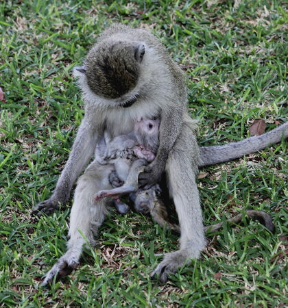 Love of a mother