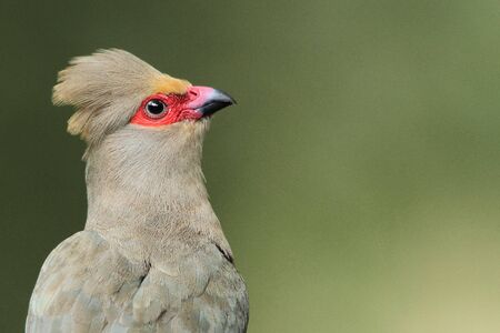 Bird life - Portrait of a Red-faced Mousebirdの写真素材
