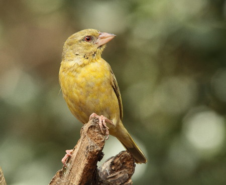 Bird life - a weaver perched on a branch as a lookoutの写真素材