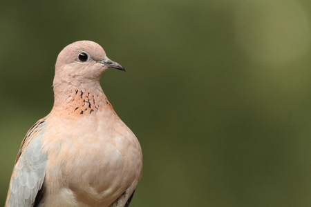 Bird life - Portrait of a Laughing Dove with bright eyesの写真素材