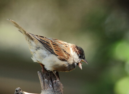 Bird life - juvenile House Sparrow calling for foodの写真素材