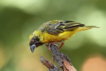 Bird life - weaver in post-breeding moult