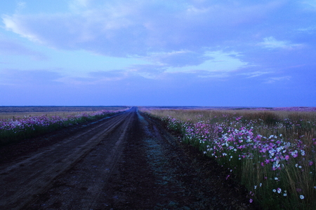 Dirt road lined with colourful cosmos flowersの写真素材