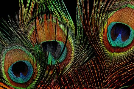 Vivid and colourful feathers of a peacock