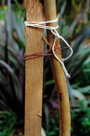 Young tree with stake for support