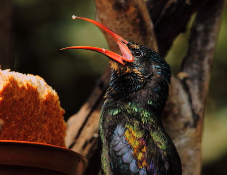 Colourful bird with large red bill eating breadの写真素材