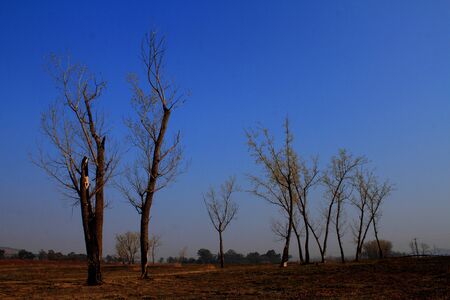 Trees silhouetted against a clear blue skyの写真素材