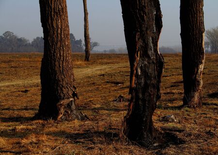 Tree trunks damaged by wild firesの写真素材
