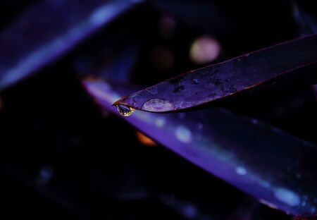 A drop of water hangs on the end of a leave