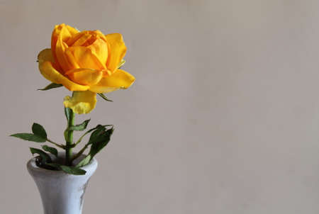 Single yellow rose against a white background horizontal format