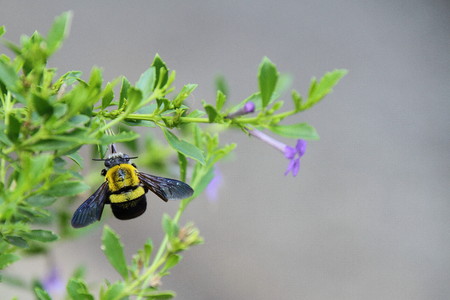 A yellow and black bee on a plant with a purple flowerの写真素材